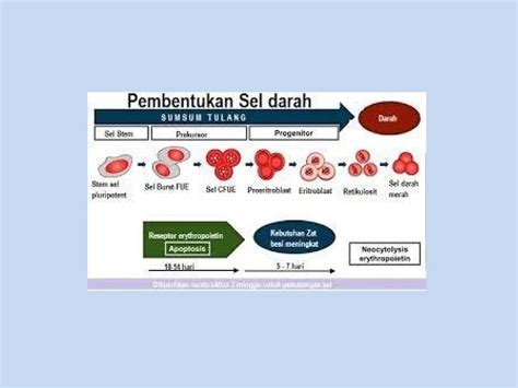 Pembentukan Sel Darah - Gangguan Darah - Manual MSD Versi … - wintechmobiles.com