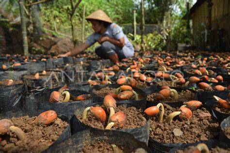 Pembibitan Durian - Kampus Tani - raincitystudios.com