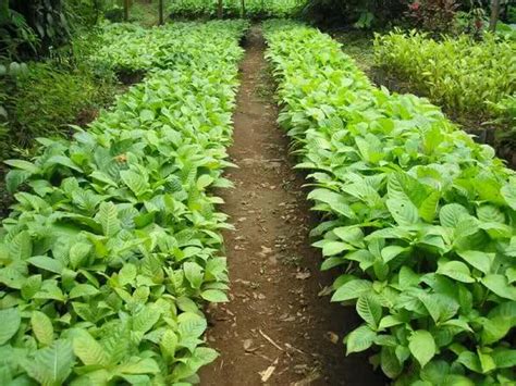 Pembibitan Jati untuk Petani - raincitystudios.com