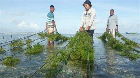 Pembudidayaan Rumput Laut di Indonesia - raincitystudios.com