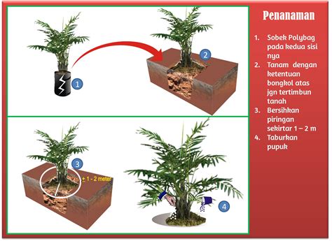 Penanaman kelapa sawit dengan membuka hutan berdam... - Roboguru - wintechmobiles.com
