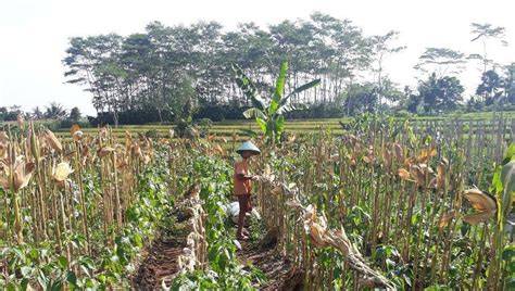 Penanaman Tumpangsari Padi - Jagung - Kedelai - raincitystudios.com