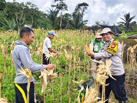 PENDAMPINGAN PPL PANEN JAGUNG #kementerianpertanian … - raincitystudios.com
