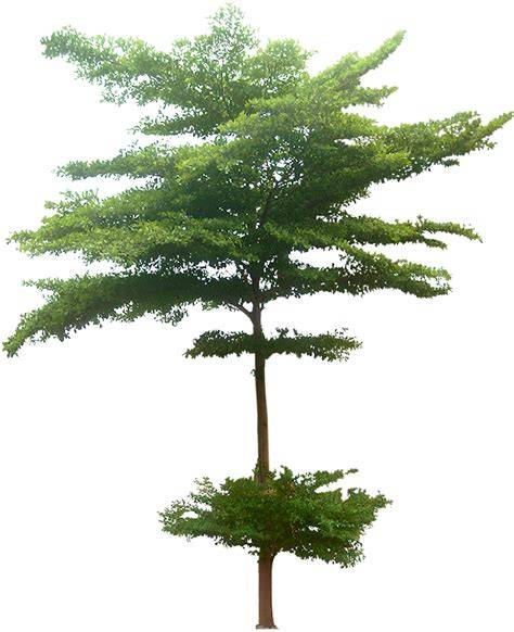 Peneduh Pohon Gambar PNG | File Vektor Dan PSD - Pngtree - raincitystudios.com