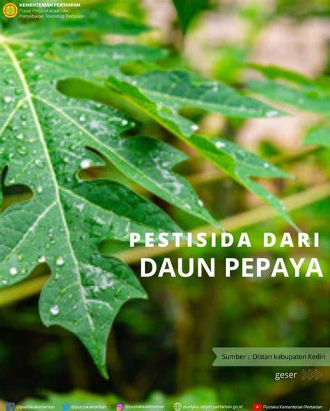 PENERAPAN TEKNOLOGI PESTISIDA NABATI DAUN PEPAYA UNTUK PENGENDALIAN ... - raincitystudios.com
