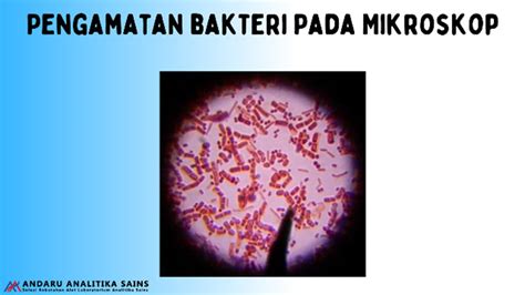 Pengamatan Bakteri dan Khamir Melalui Mikroskop - wintechmobiles.com
