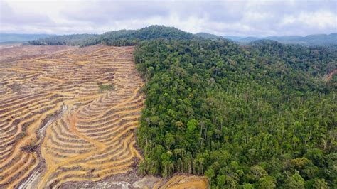 Pengaruh Deforestasi Terhadap Kehidupan Satwa Liar di Hutan - raincitystudios.com