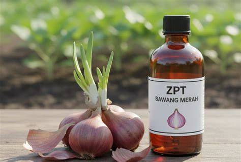 Pengaruh Pengaplikasian ZPT Bawang Merah (Allium cepa L.) dan ... - raincitystudios.com