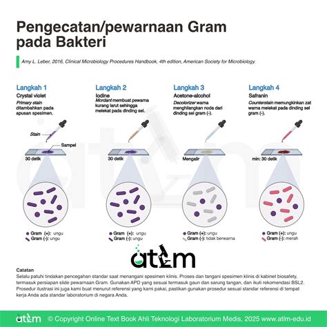Pengecatan Gram untuk Identifikasi Bakteri - muktibox.com