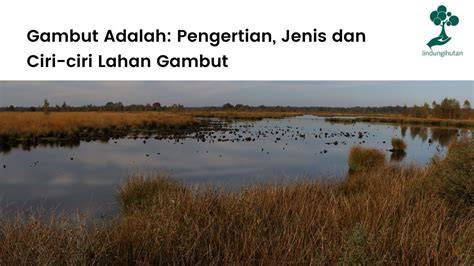 Pengertian dan Ciri Lahan Basah - Ilmu Pertanian - raincitystudios.com