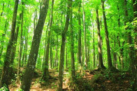 Pengertian dan Contoh Hutan Lindung di Indonesia, … - raincitystudios.com