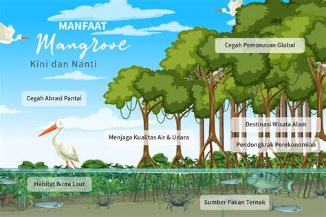 Pengertian dan Manfaat Ekosistem Hutan Mangrove - raincitystudios.com