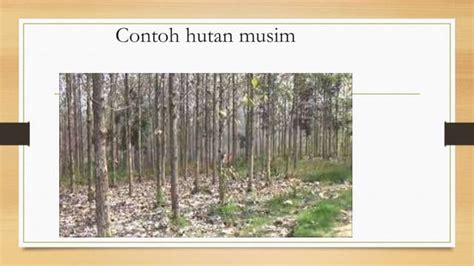Pengertian Hutan Musim Beserta Contoh di Indonesia - raincitystudios.com