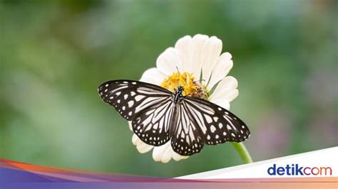 Pengertian Simbiosis dan Macamnya, Dilengkapi … - muktibox.com