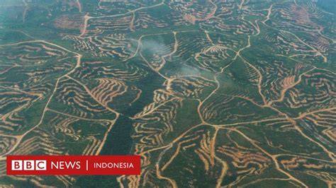 Penggundulan hutan di Kalimantan - Wikipedia bahasa Indonesia ... - raincitystudios.com
