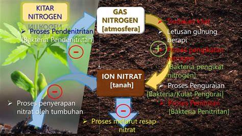 Pengikatan nitrogen - Wikipedia bahasa Indonesia, … - raincitystudios.com