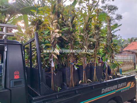 pengiriman bibit durian #berkebun #buah #durianindonesia - raincitystudios.com