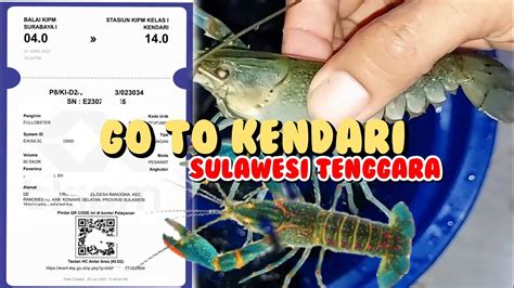 pengiriman lobster air tawar #lobsterairtawar #budidayalobster #lobste ... - muktibox.com