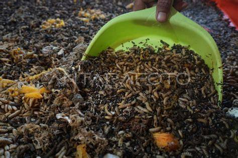 Pengolahan Sampah Organik untuk Maggot - raincitystudios.com