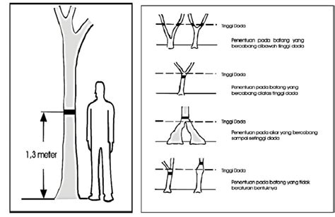 Pengukuran Diameter Batang | PDF - Scribd - raincitystudios.com