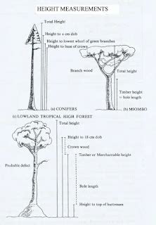 Pengukuran Diameter dan Tinggi Pohon - PDF Free Download - raincitystudios.com