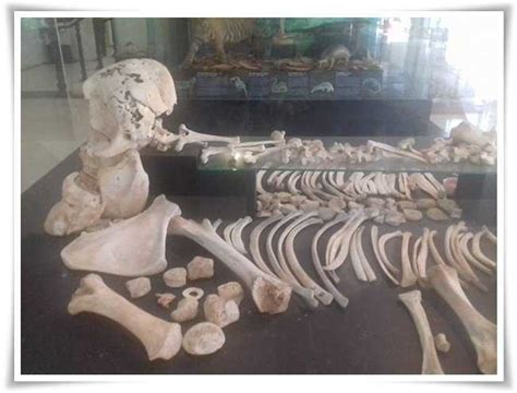 Peninggalan Manusia Purba di Sumatera | PDF - Scribd - wintechmobiles.com