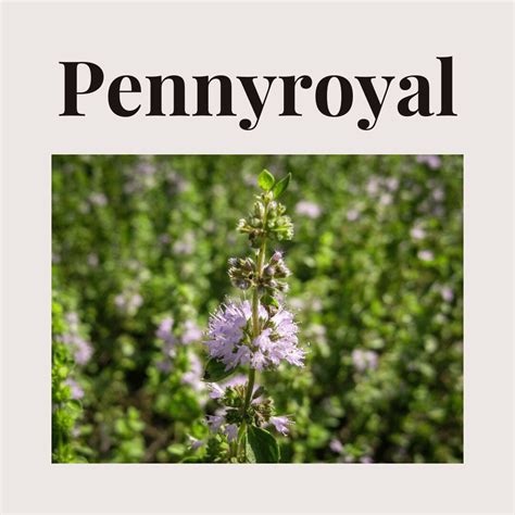 PENNYROYAL - Uses, Side Effects, and More - WebMD