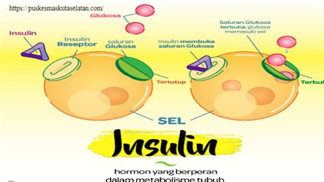 Pentingnya Hormon Insulin Dalam Tubuh - HonestDocs - muktibox.com