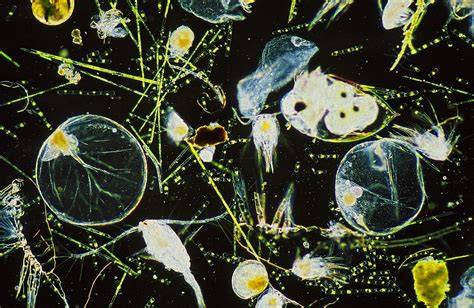 Pentingnya plankton bagi kehidupan di Bumi - raincitystudios.com