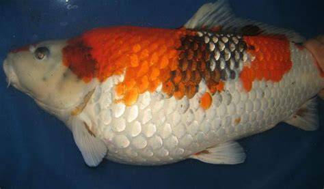Penyakit Ikan Koi - Sakitku Gambar Obat - raincitystudios.com
