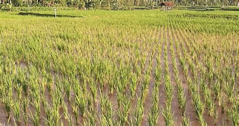 Penyebab Asem Aseman Padi - wintechmobiles.com