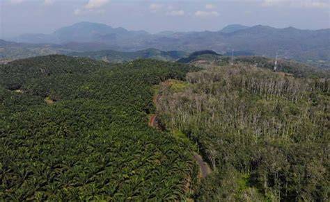 Penyelesaian Untuk Sawit Rakyat dalam Kawasan Hutan - raincitystudios.com