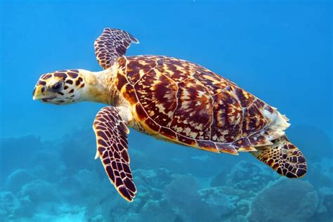 Penyu - Wikipedia bahasa Indonesia, ensiklopedia bebas - muktibox.com