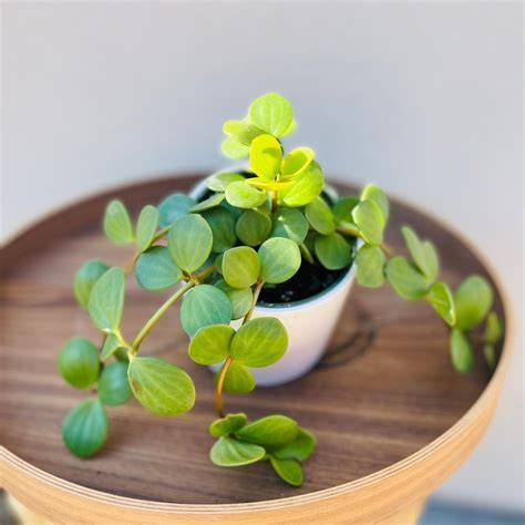 Peperomia Rotundifolia Hope - Live Air-Purifying Indoor Plant in ... - raincitystudios.com