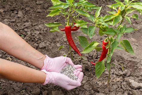 Pepper Fertilizers & Crop Nutrition - Haifa Group - raincitystudios.com