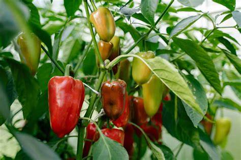 Peppers Field Production - Vegetable Production - raincitystudios.com