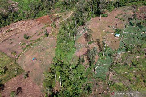 Perambahan Hutan di Taman Nasional Kerinci Seblat - raincitystudios.com