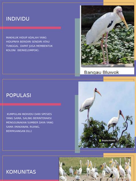 Peran Burung Dalam Ekosistem - muktibox.com