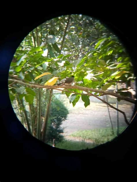 Peran burung terhadap lingkungan Halaman all - Kompasiana - raincitystudios.com