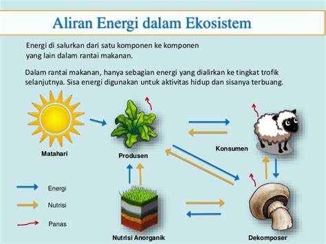 Peran Energi dan Materi dalam Aliran Ekosistem - raincitystudios.com