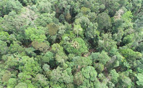Peran Hutan Primer dan Sekunder dalam Serapan … - raincitystudios.com