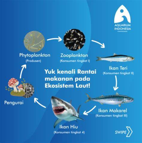 Peran Ikan dalam Ekosistem - raincitystudios.com