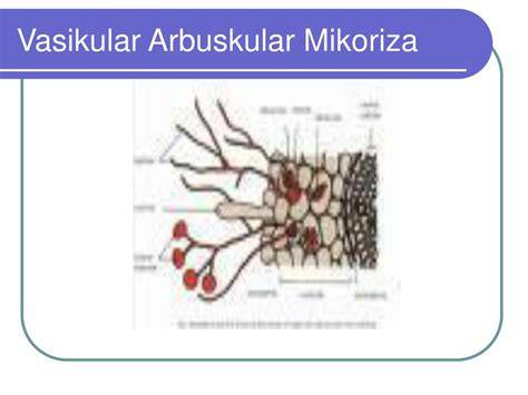 PERAN MIKORIZA VESIKULAR ARBUSKULAR DALAM … - raincitystudios.com