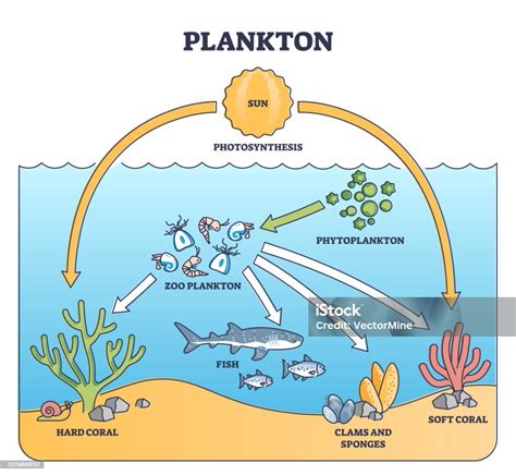 Peran plankton dalam rantai makanan laut - KELAUTAN - raincitystudios.com