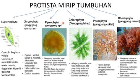 Peran Protista Mirip Tumbuhan - Haloedukasi - raincitystudios.com
