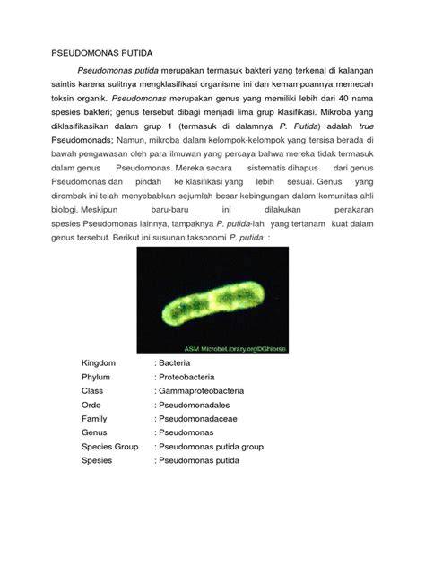 Peran Pseudomonas putida dalam Menjaga … - raincitystudios.com