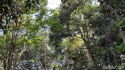 Peran Strategis Hutan Pendidikan Dan Penelitian Biologi Universitas ... - raincitystudios.com