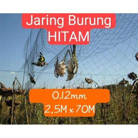 Perangkap jaring tingkrep untuk memburu burung liar... #burungjalak … - raincitystudios.com