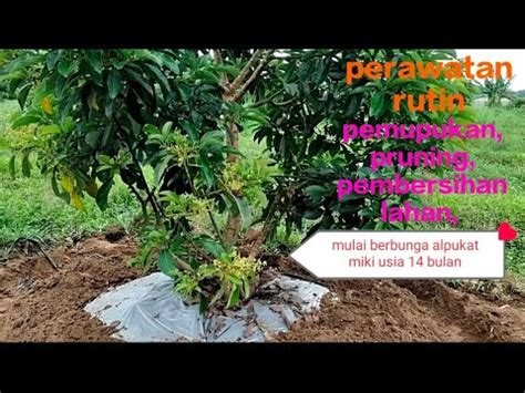 Perawatan kebun alpukat - raincitystudios.com