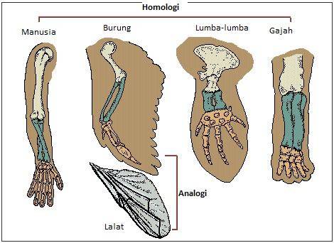 PERBANDINGAN ANATOMI DAN HISTOLOGI … - raincitystudios.com